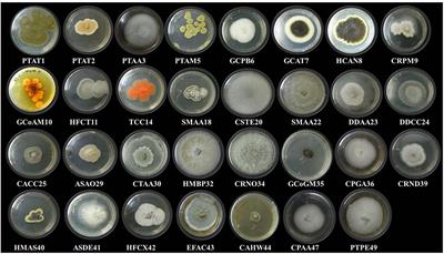 Diversity of Marine Macro-Algicolous Endophytic Fungi and Cytotoxic Potential of Biscogniauxia petrensis Metabolites Against Cancer Cell Lines